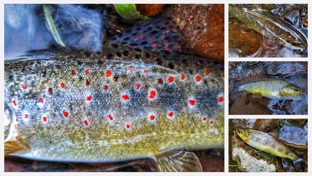 Flyfishing Small Limestone Streams, Serbia, May 2019/2018
