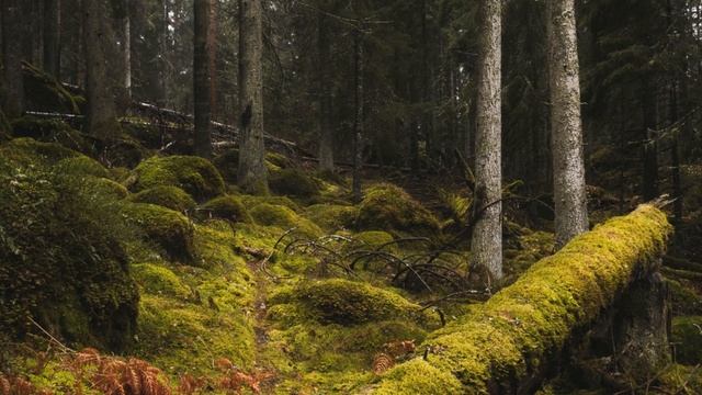 🐦 Слушать звуки природы в хвойном лесу успокаивающие пения лесных птиц в летнем лесу смотреть онлайн