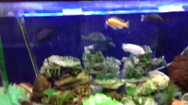 Цихлиды смотреть онлайн