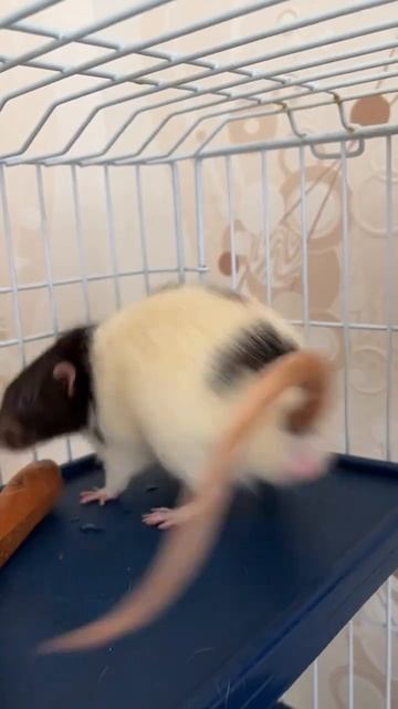 Крысы сердятся на щетку #rat #animal #крысы смотреть онлайн
