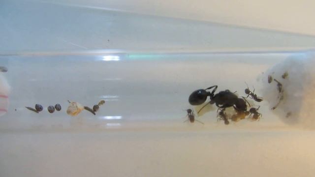 Messor barbarus colony смотреть онлайн