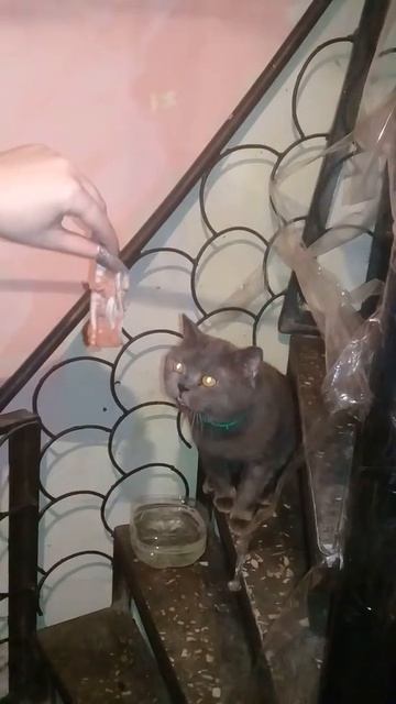 Скажи "Мяу":))) смотреть онлайн
