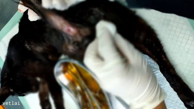 RECTAL PROLAPSE смотреть онлайн
