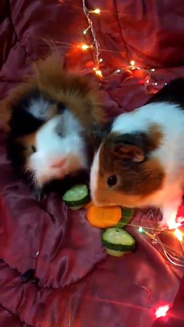 Морские свинки празднуют День Рождения смотреть онлайн