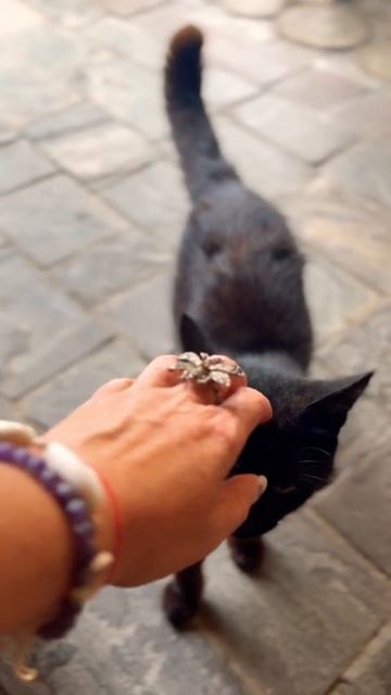 Чёрная красотка 😍 🐈⬛ #кошка #животные #магия #онлайн #природа #красотамира #силаприроды смотреть онлайн