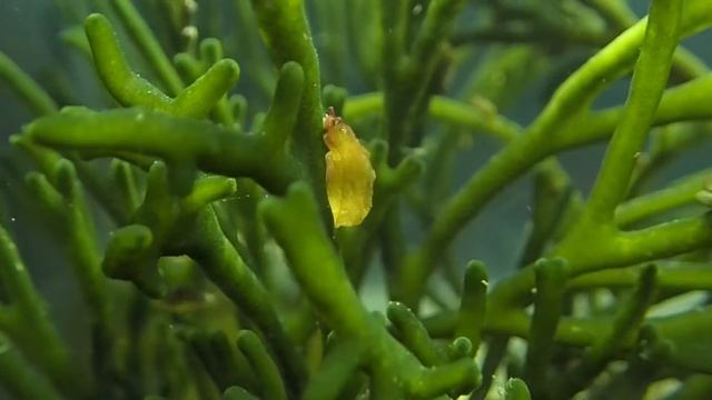 Photosymbiose Elysie Retour des voleuses de chloroplastes смотреть онлайн