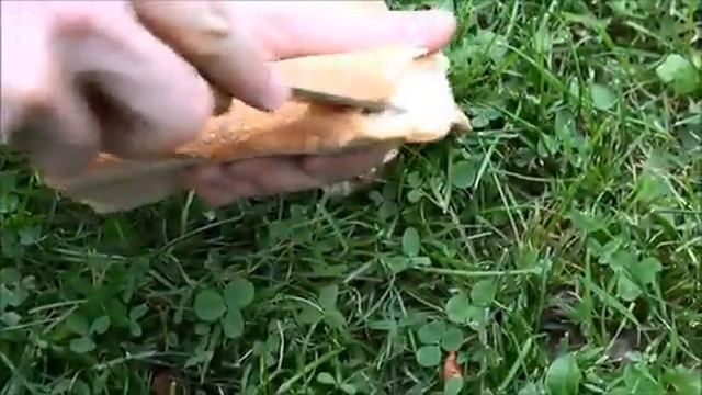 Traditional pocket knife 'Terroir' olive tree wood baladeo смотреть онлайн