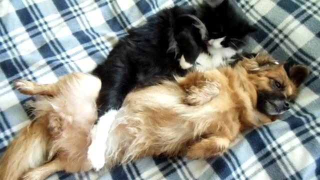 Как кошка с собакой живут смотреть онлайн