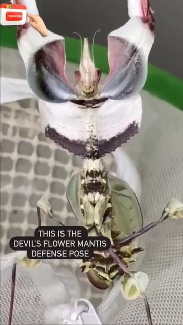 This is the devils flower MANTIS defence @nature смотреть онлайн