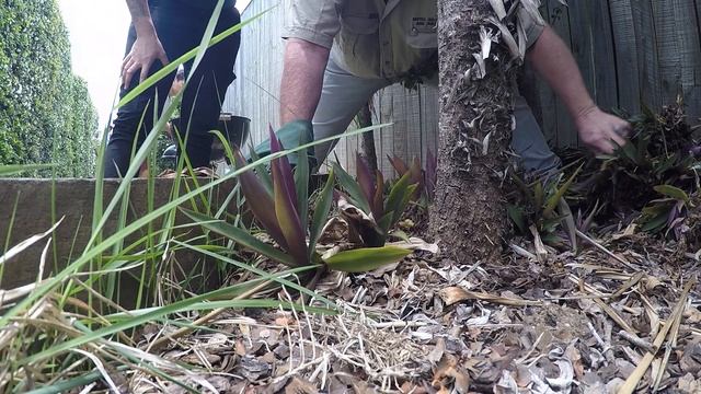very pretty little eastern brown snake смотреть онлайн