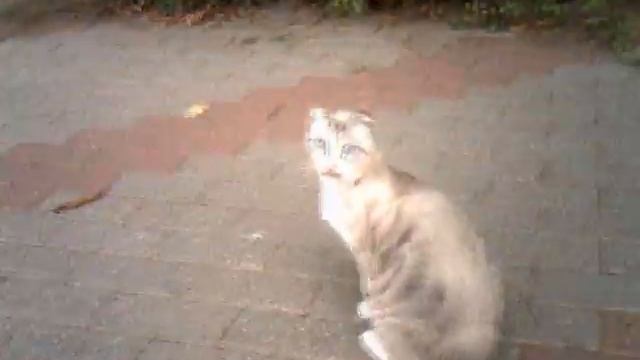 cat3.avi смотреть онлайн