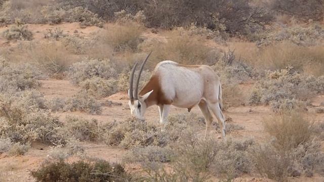 Scimitar-horned Oryx, Oryx dammah, Bouhedma National Park, Tunisia, 6 Jan 2022 (1/2) смотреть онлайн