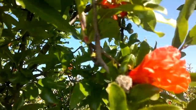 Προσβολή δένδρων ροδιάς από Αφίδες (Aphis punicae Passerini) смотреть онлайн