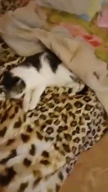 кошка проститутка смотреть онлайн