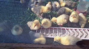 Как лучше разводить гусей и уток