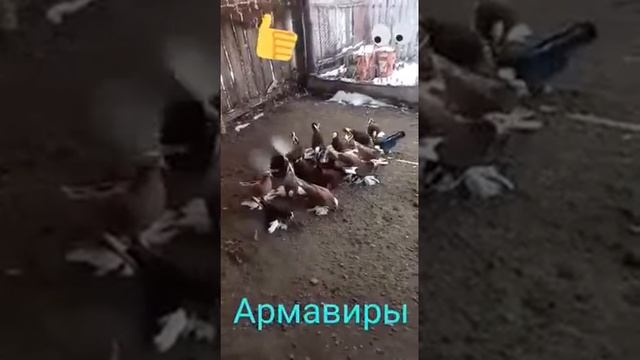 Армавирские Белоголовые Космачи смотреть онлайн