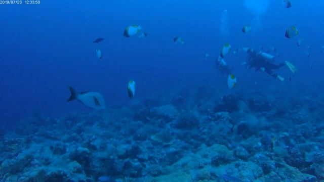 팔라우 스쿠버다이빙 blue corner - pyramid butterflyfish смотреть онлайн