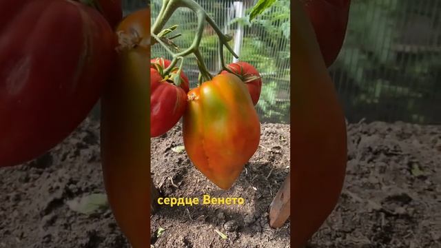 Сердце Венето #огород #овощи #сад #рецепт #урожай #помидоры смотреть онлайн