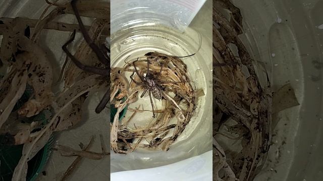 Kątnik Domowy kontra Gliniarz Naścienny смотреть онлайн