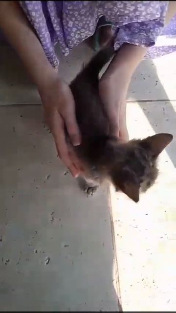 Падающему котенку откликнулся куратор из Москвы. Нужны люди в группу помощи🙏🐱🆘 смотреть онлайн