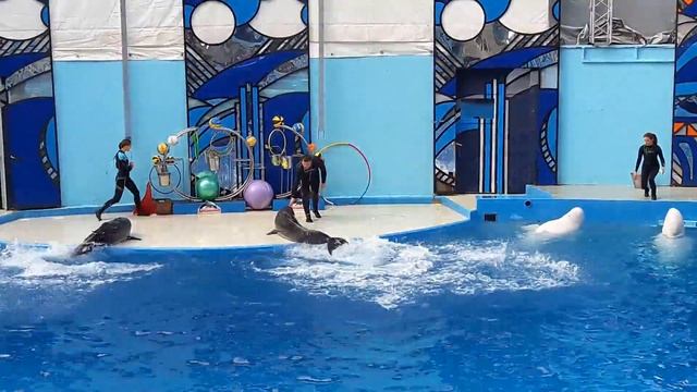 Дельфины - шоу в Сочи смотреть онлайн