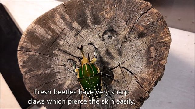 Big male raised! Mecynorrhina polyphemus confluens! смотреть онлайн