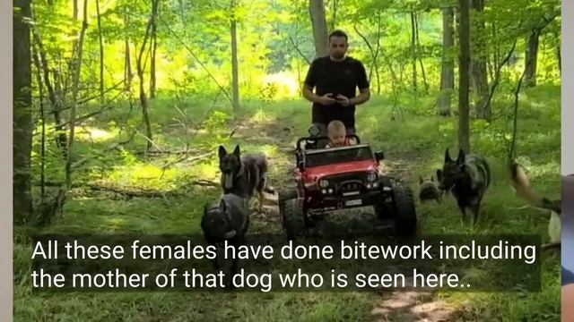 Bite Trained Dogs Dangerous to KIDS? смотреть онлайн