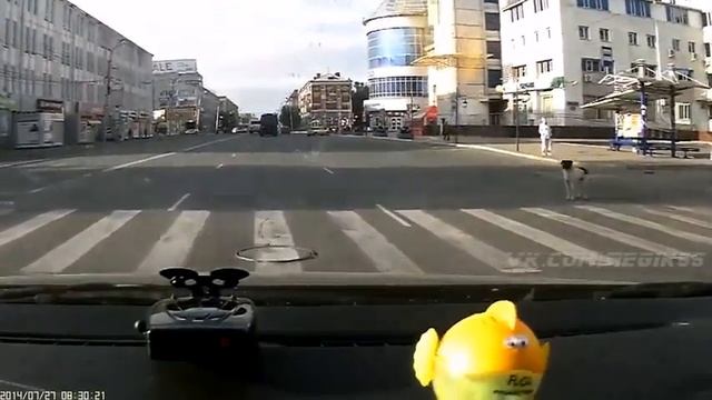 собаки умнее некоторых людей смотреть онлайн