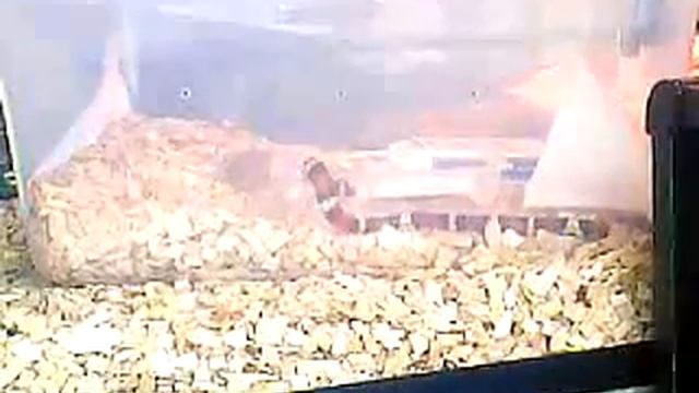 Cero taking a short bath смотреть онлайн