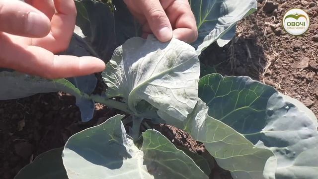 БІЛОКРИЛКА на капусті. УВАГА! | Овочі.Смак успіху смотреть онлайн
