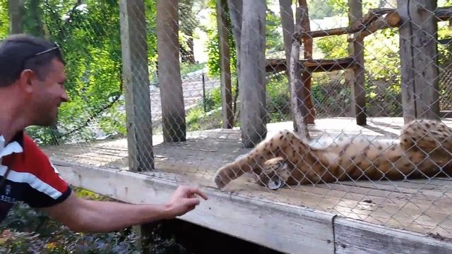 lynx,Lince europea,рысь смотреть онлайн