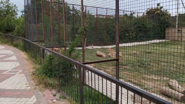Реакция тигров на бегающих детей. Парк львов "Тайган". Белогорск. смотреть онлайн
