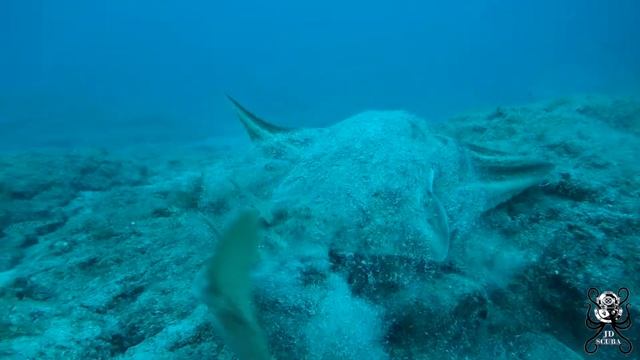 Canary Island Angelsharks смотреть онлайн
