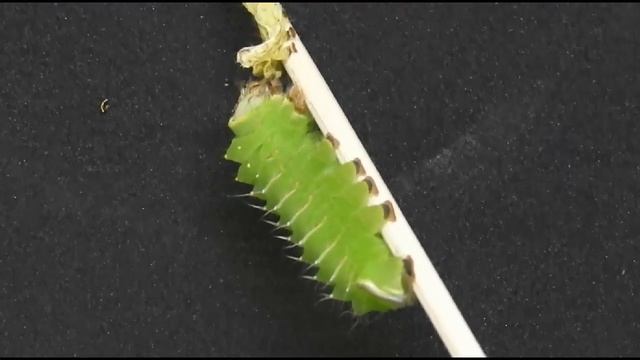 Polyphemus Moth eating skin смотреть онлайн