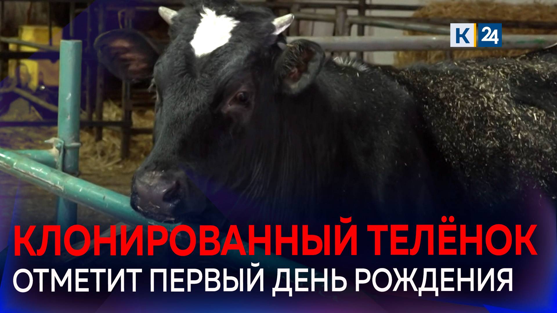 Как теленок-клон Звездочка появилась на свет? смотреть онлайн