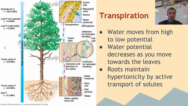 8.3.1 Plant Transport смотреть онлайн