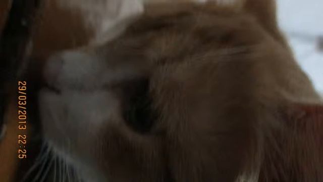 Зомби коте смотреть онлайн