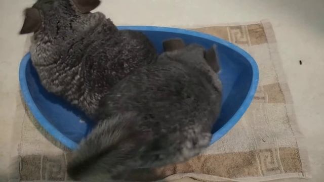 Шиншиллы купаются смотреть онлайн