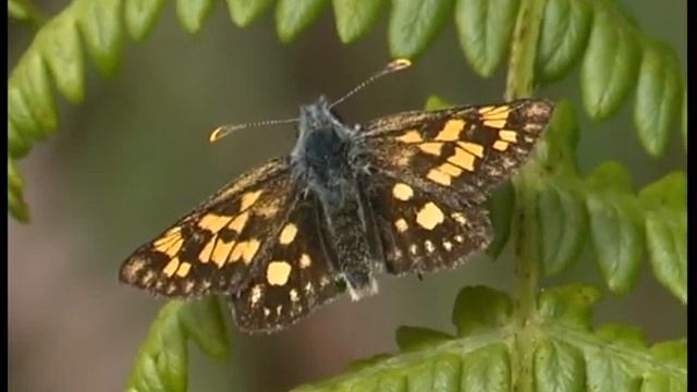 Chequered Skipper 1 смотреть онлайн