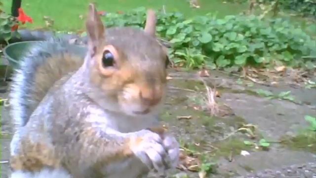 Cute Squirrels (Hidden Camera) смотреть онлайн