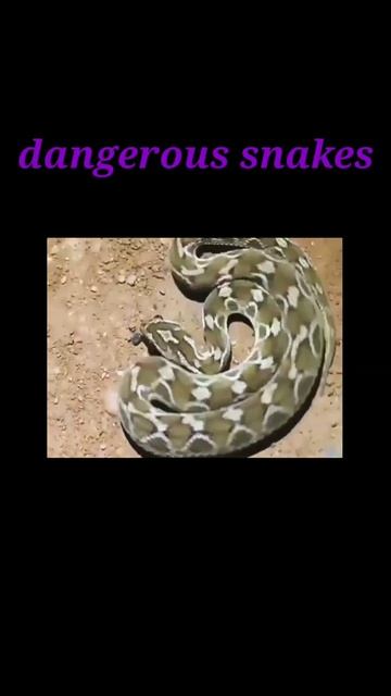most venomous snakes #shorts смотреть онлайн