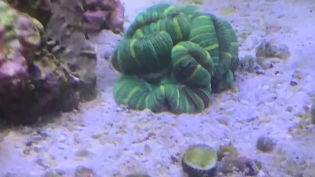 Mixed reef aquarium update смотреть онлайн