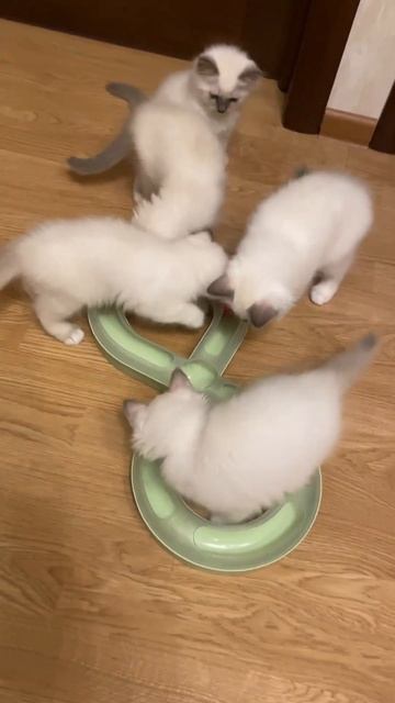 Мозговой штурм бирманских котят. Питомник МАРИТАНА КЭТ сайт http://maritana-cat.ru #kitty #kitten смотреть онлайн