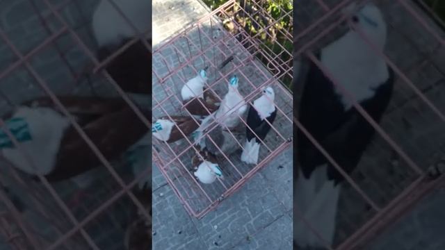 Армянские голуби. смотреть онлайн