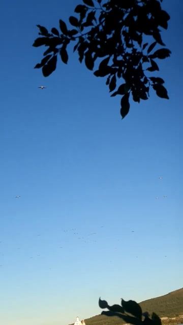 стая чаек смотреть онлайн