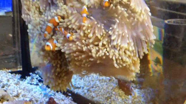 Heteractis Magnifica смотреть онлайн