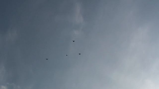 Николаевские голуби Приазовья смотреть онлайн