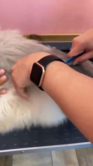 Вычесываем мейн-куна 😍#груминг_petspa #мейнкун #кошки #архангельск смотреть онлайн