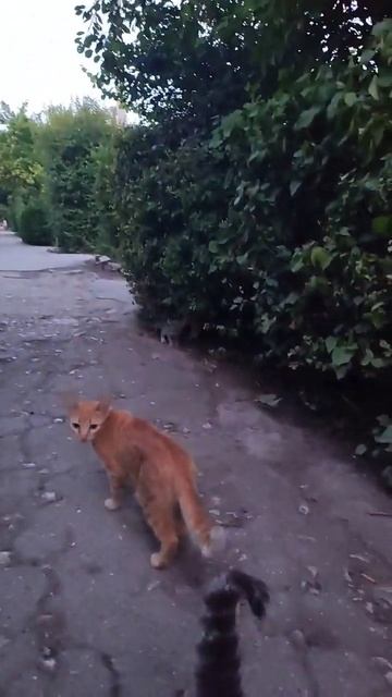 Соседские котята | 14 июля 2023 г | #Крым #ХанБатон #XAH6ATOH #shorts #vlog #dzen #Евпатория смотреть онлайн