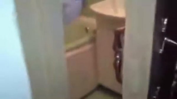 Самые смешные видео про животных в интернете. Паде